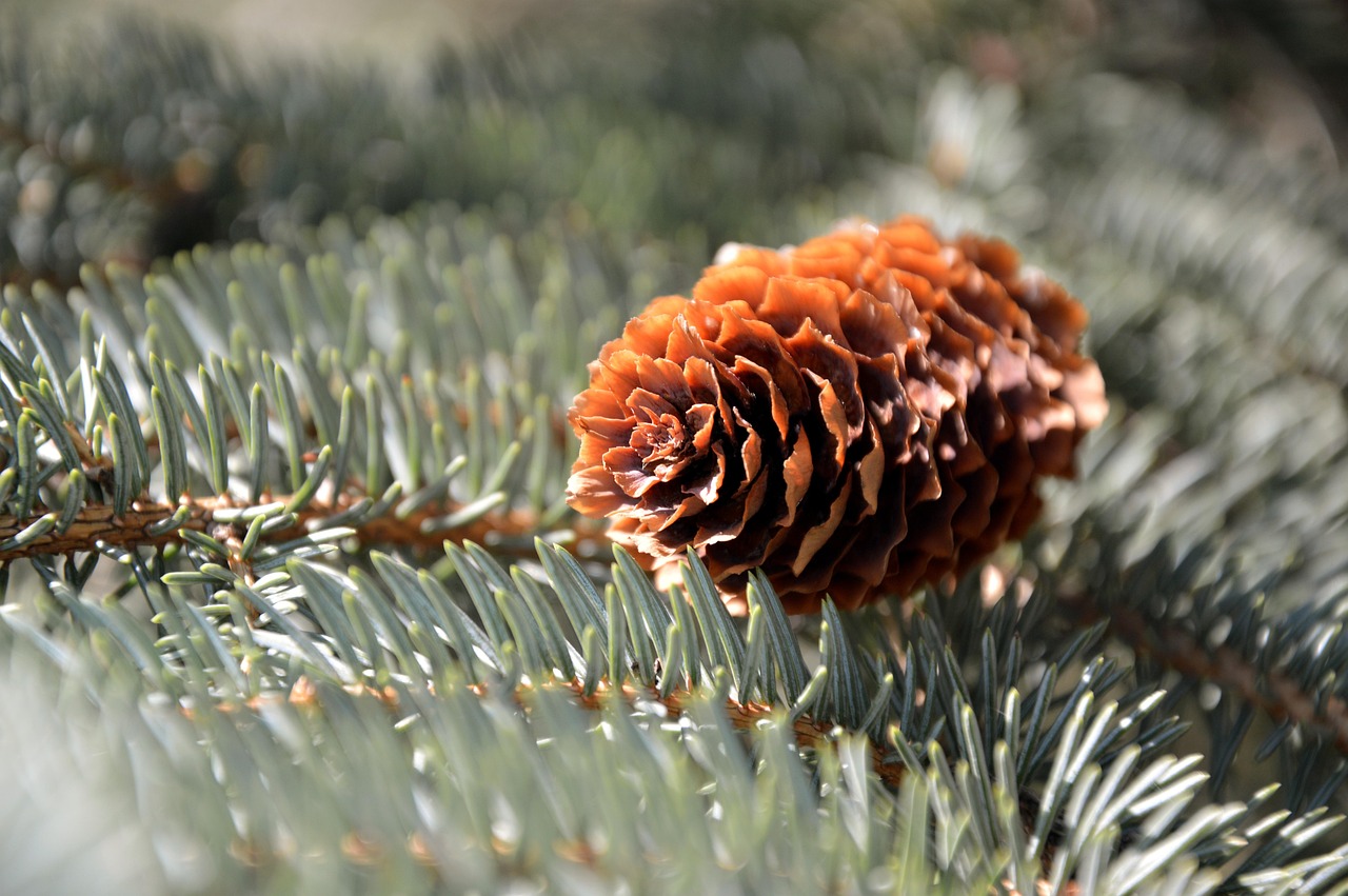 pinecone, fir tree, tap, conifer, needles, fir branch, branch, fir green, evergreen, nature