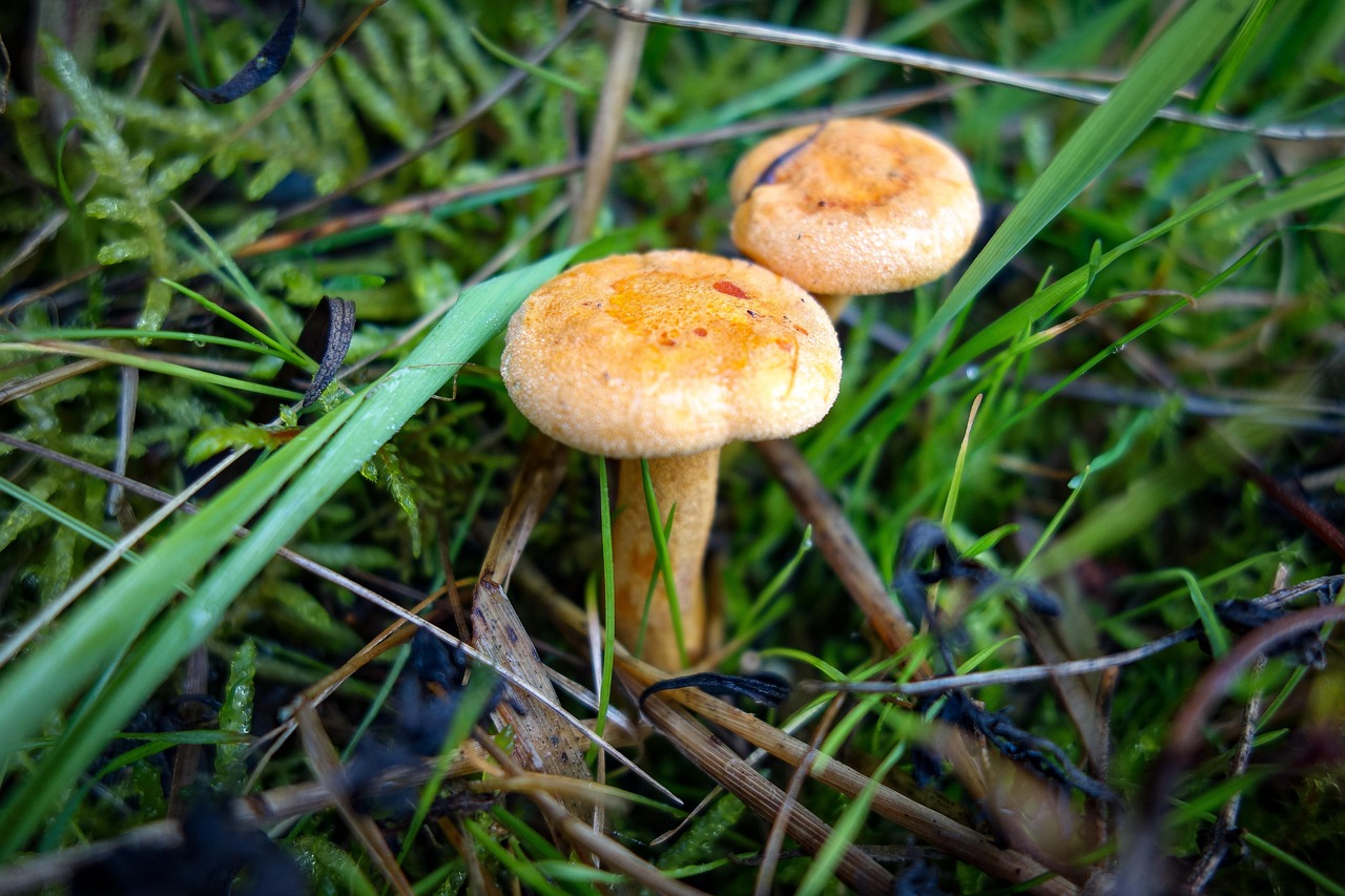 pilze, schwammerl, gelbe pilze, pilz, wald, herbst, natur, essbar, moos, waldboden, speisepilz, waldpilz, nahaufnahme, herbstanfang, feucht, gelb, baumpilz, giftig, speisepilze, röhrenpilz, waldpilze, pfifferlinge, herbststimmung