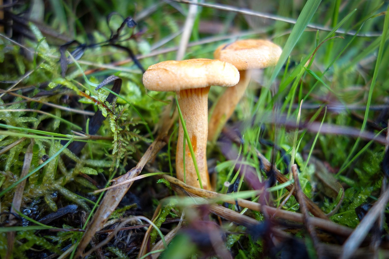 pilze, schwammerl, gelbe pilze, pilz, wald, herbst, natur, essbar, moos, waldboden, speisepilz, waldpilz, nahaufnahme, herbstanfang, feucht, gelb, baumpilz, giftig, speisepilze, röhrenpilz, waldpilze, pfifferlinge, herbststimmung