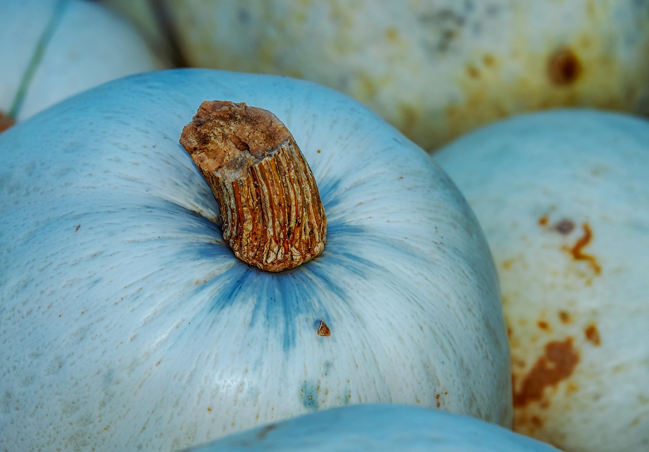 pumpkin, vegetables, enjoyment, harvest time, autumnal, farm yard, sale