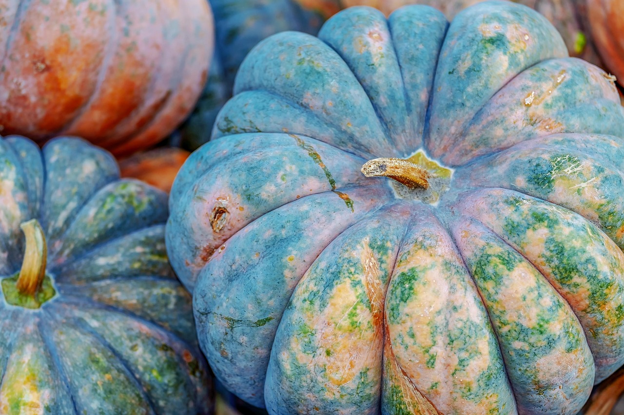 pumpkin, mini musk, small pumpkin, vegetables, enjoyment, food, harvest time, agriculture, autumnal, pumpkin, pumpkin, pumpkin, pumpkin, pumpkin