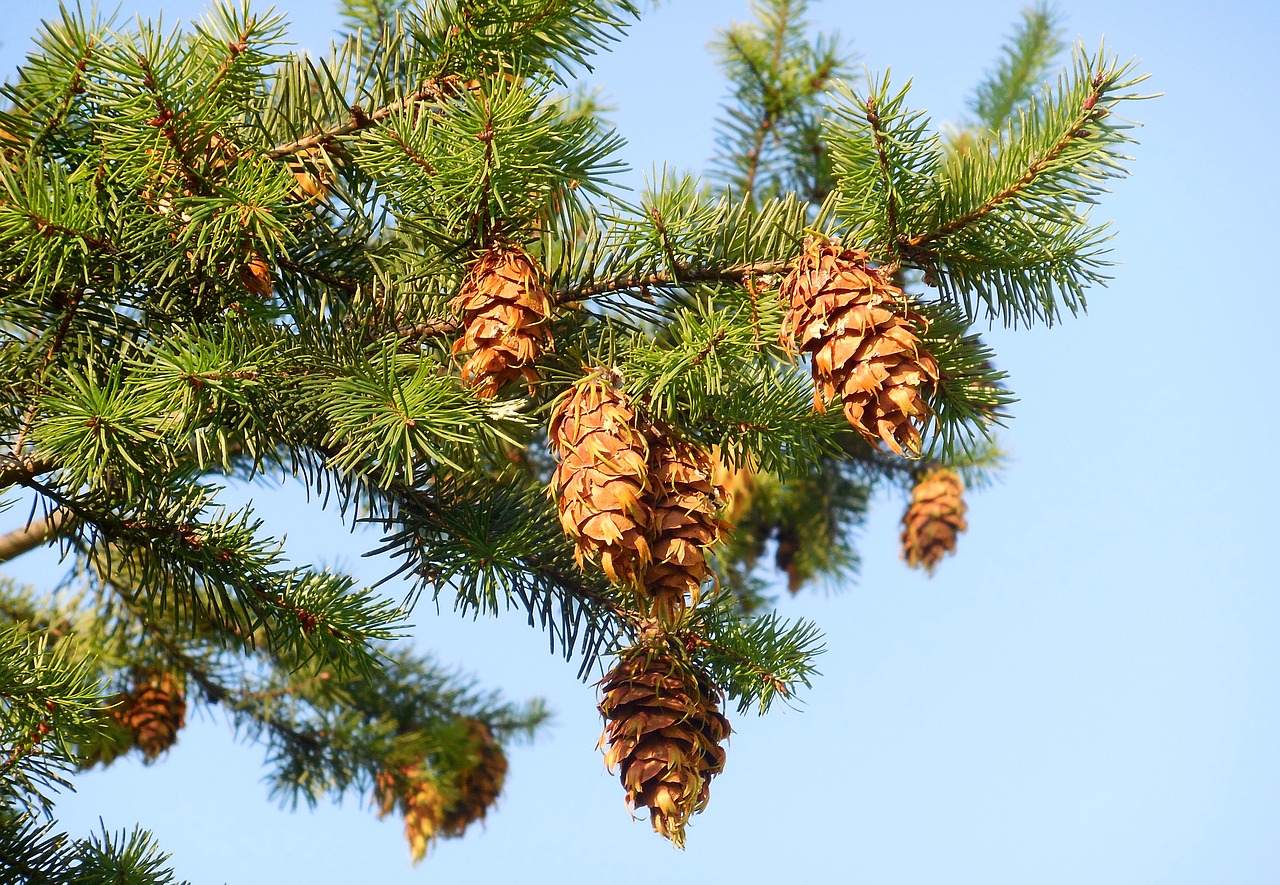 douglas, natur, baum, zapfen, herbst, nadelbaum, zweig