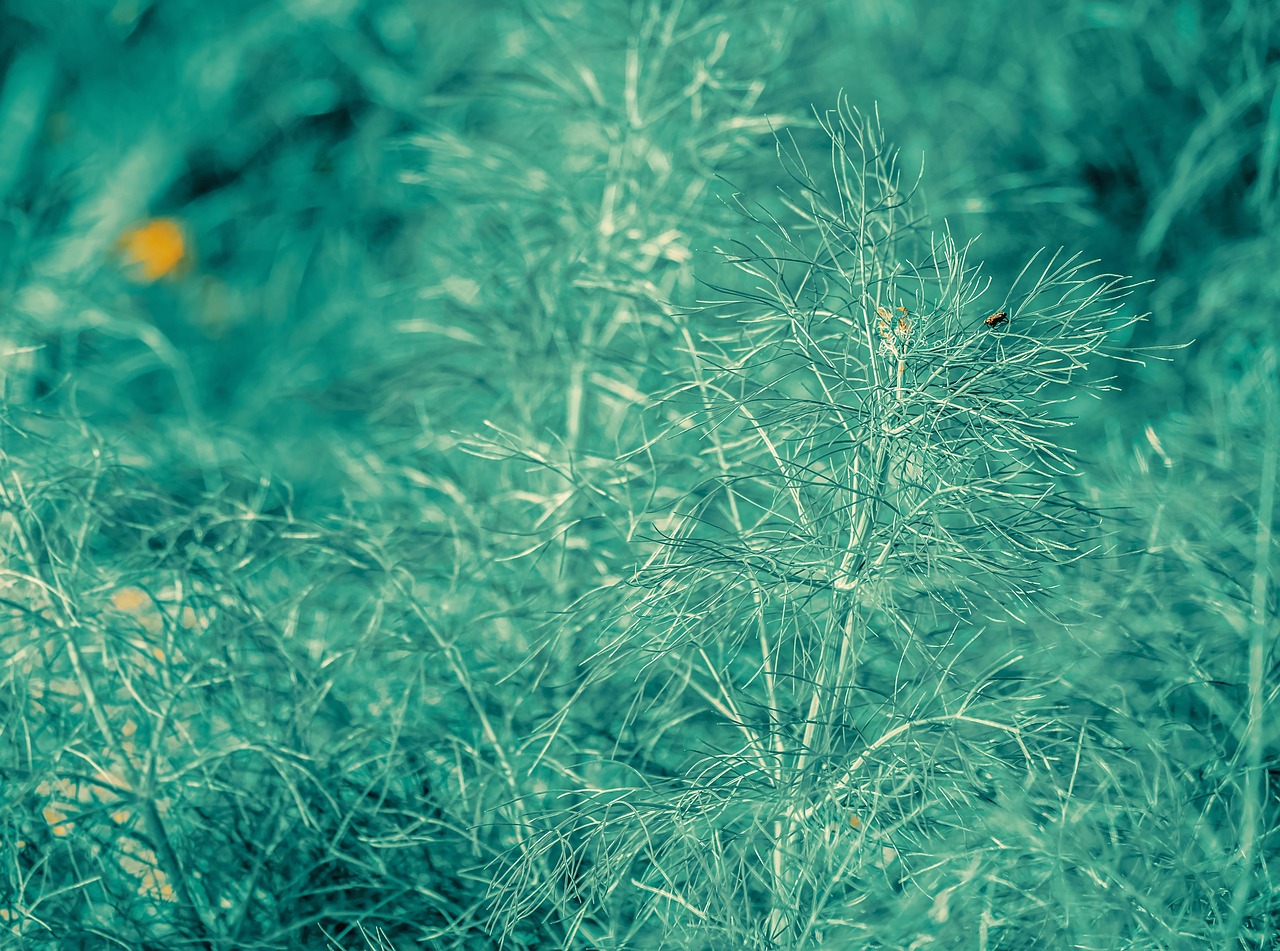 fennel, stalk, foliage leaf, creative, artistic, imaginative, foeniculum vulgare, aromatic plant, medicinal plant, vegetable plant, nature, fennel, fennel, fennel, fennel, fennel