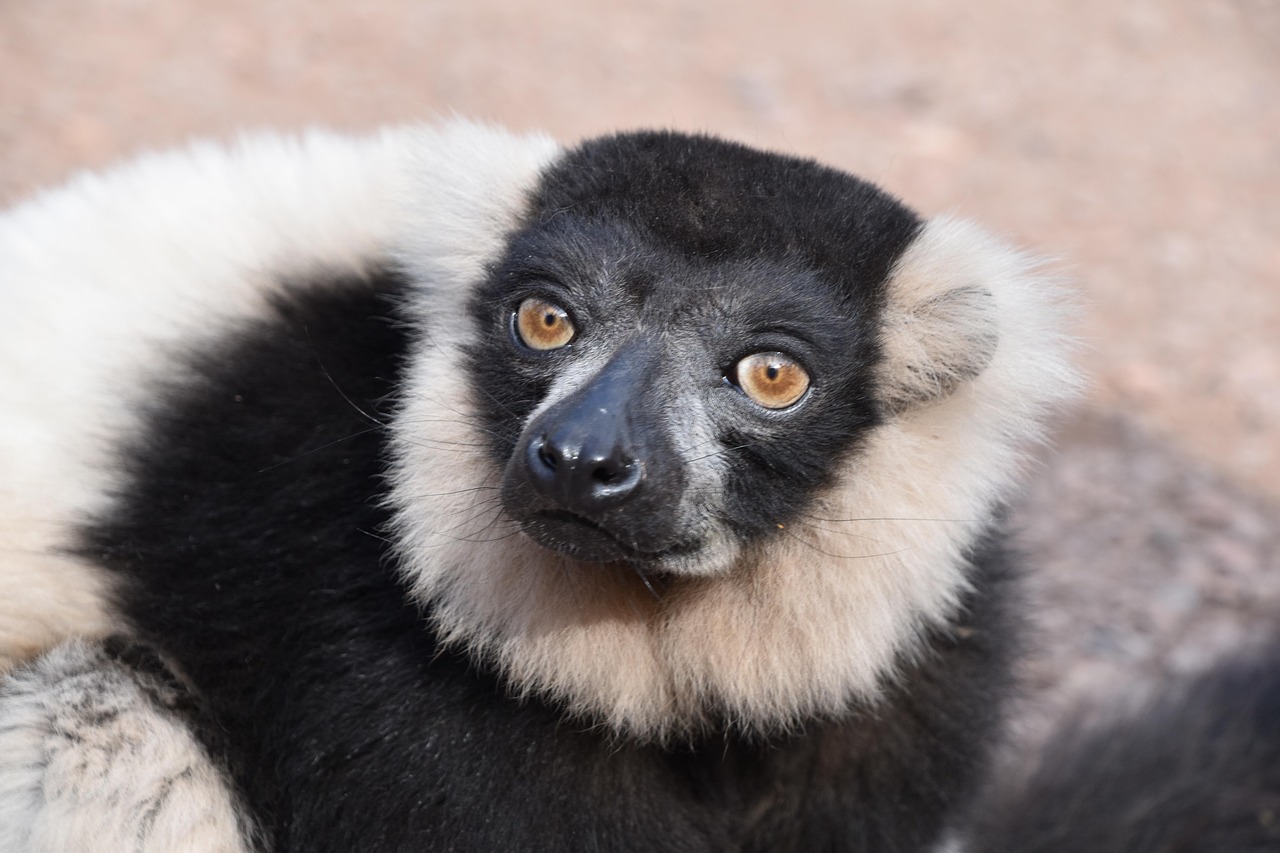 lemur, tier, wild, säugetiere, madagaskar, natur, ausschalten, augen, porträt, pelz, maki, primas, bedrohte arten