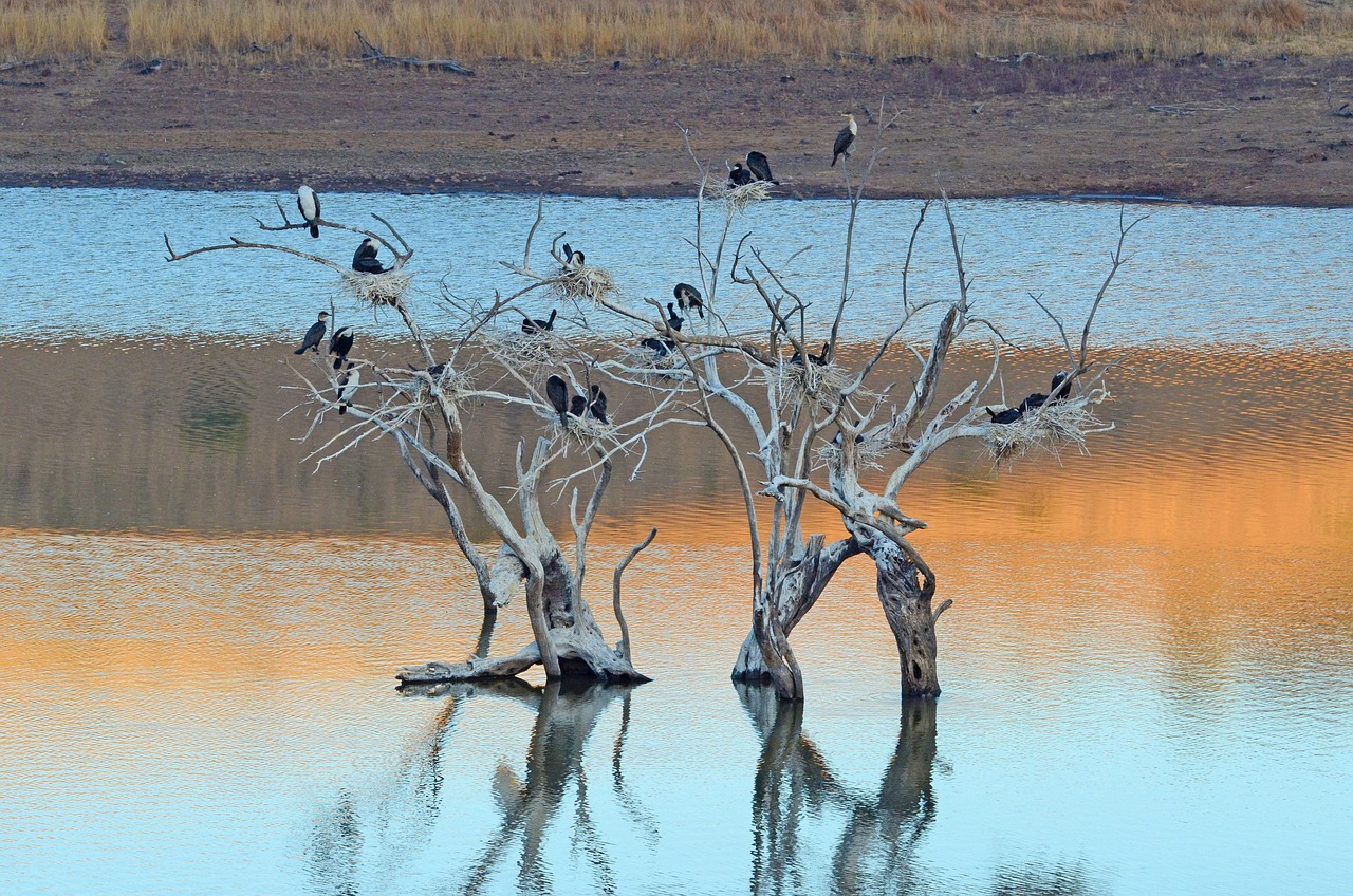 africano, uccelli, appollaiati, albero, riflessione, acqua, lago, natura, animali selvatici, esotico, selvaggio, pilanesberg, safari, sud africa