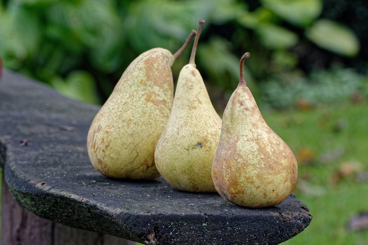 autumn, pear, pears, harvest, fruit, in the fall