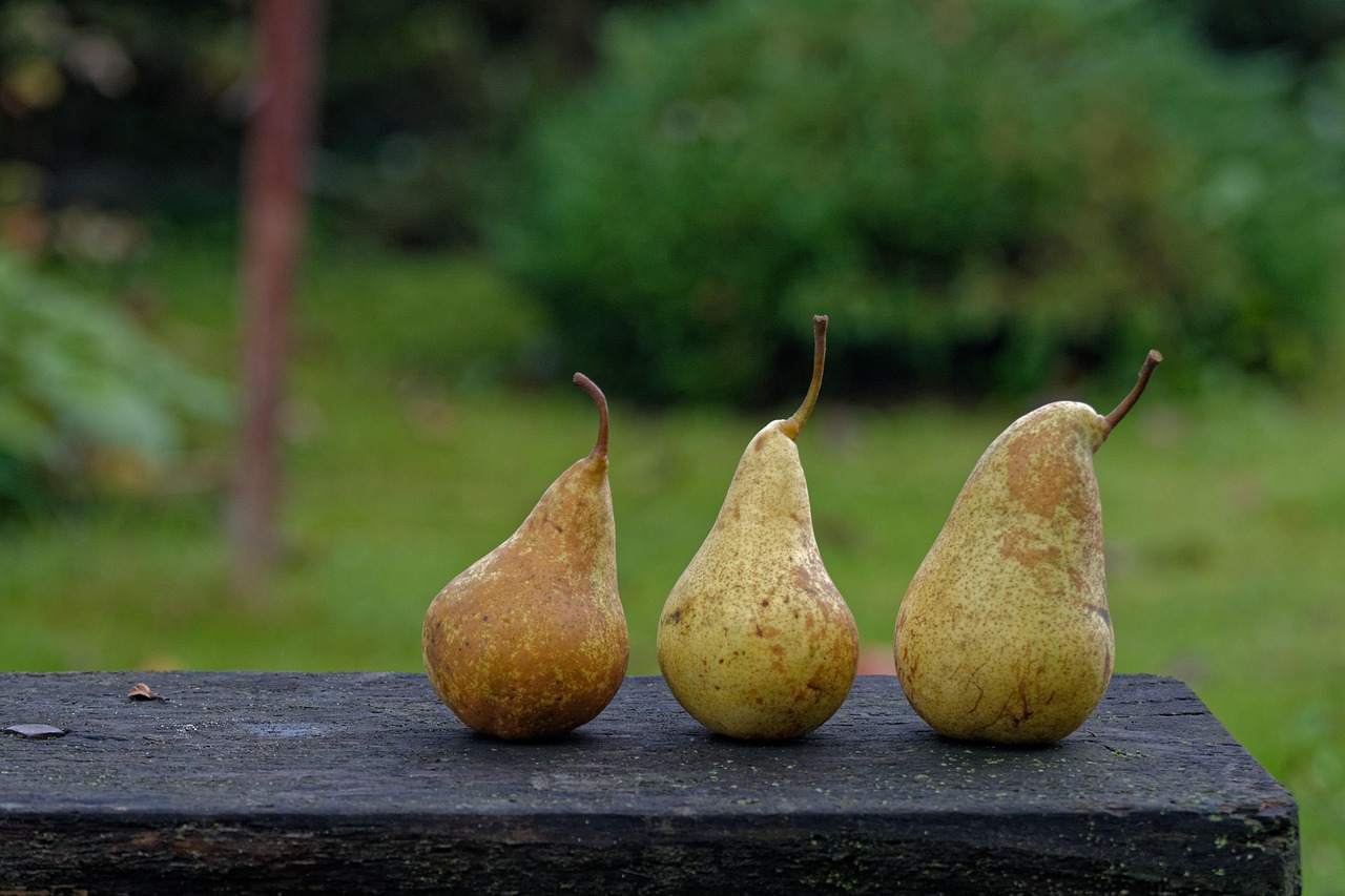 autumn, pear, pears, harvest, fruit, in the fall