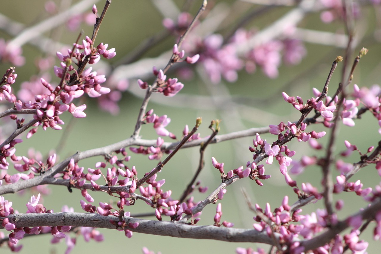 redbud, blooms, spring, branches, bokeh, nature, blur, bloom, tree, pink, blooming, branch