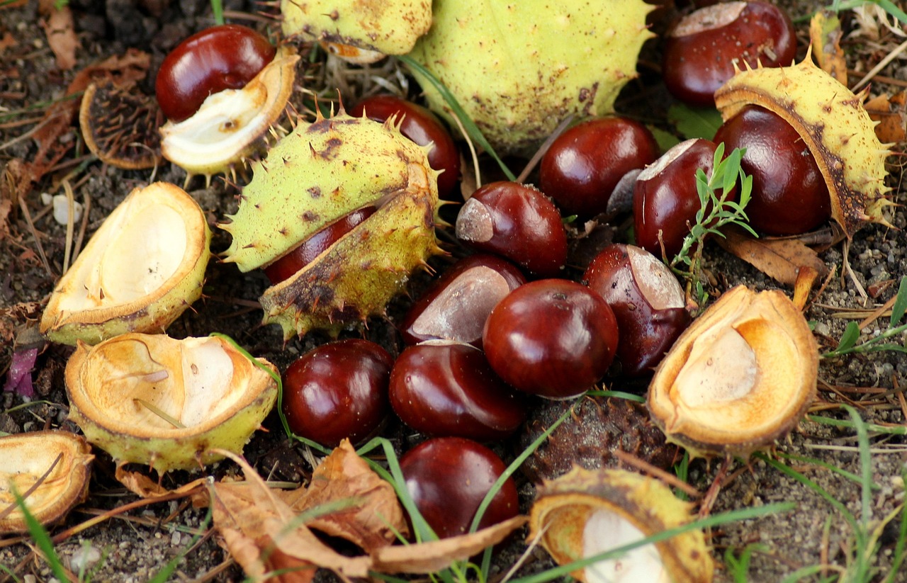 chestnuts, autumn, fall, the fruits of horse chestnut, season, october, brown, figure, in the fall, nature