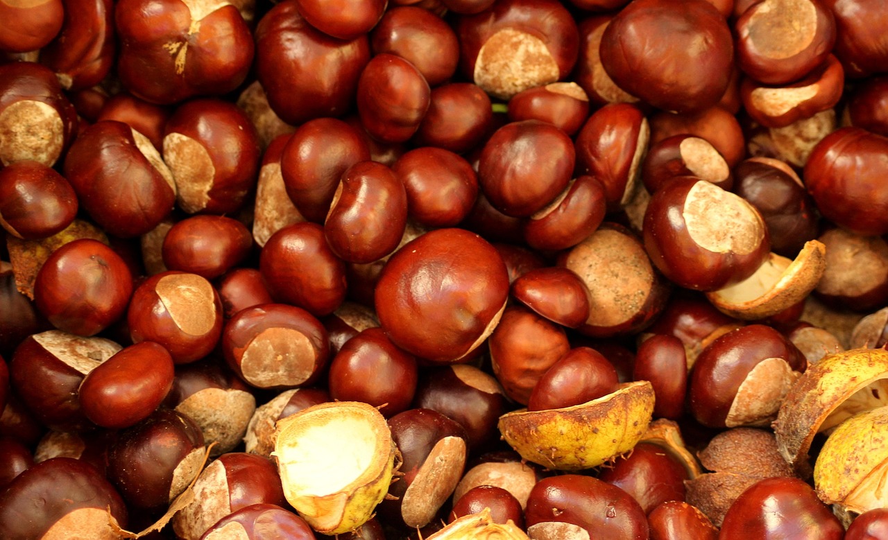 chestnuts, autumn, season, nature, brown, fruit, in the fall