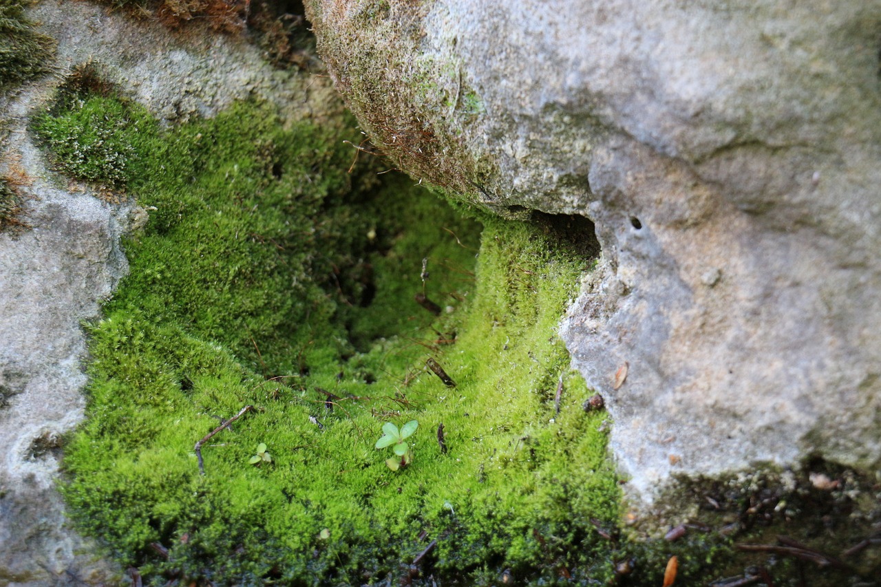 moss, stone, nature, vegetation, mossy