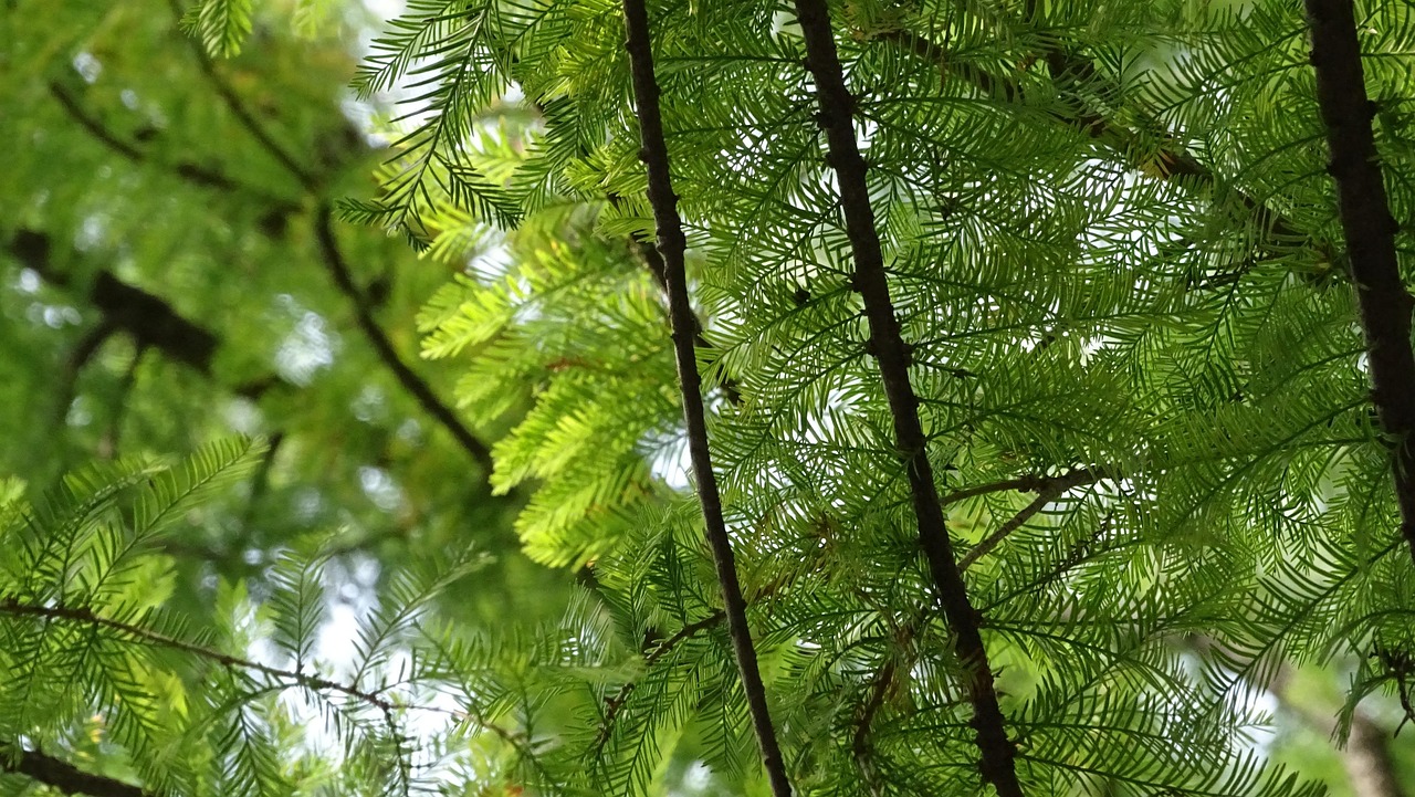 çam, yaprak, yeşillik, ağaç, dal, yeşil, doğa, orman, odun, çevre, conifer, ağaçlar, bitki, ormanlar, ışık, açık hava, ekoloji, oksijen, kozalaklı, bower, hayat, sebze, fotosentez