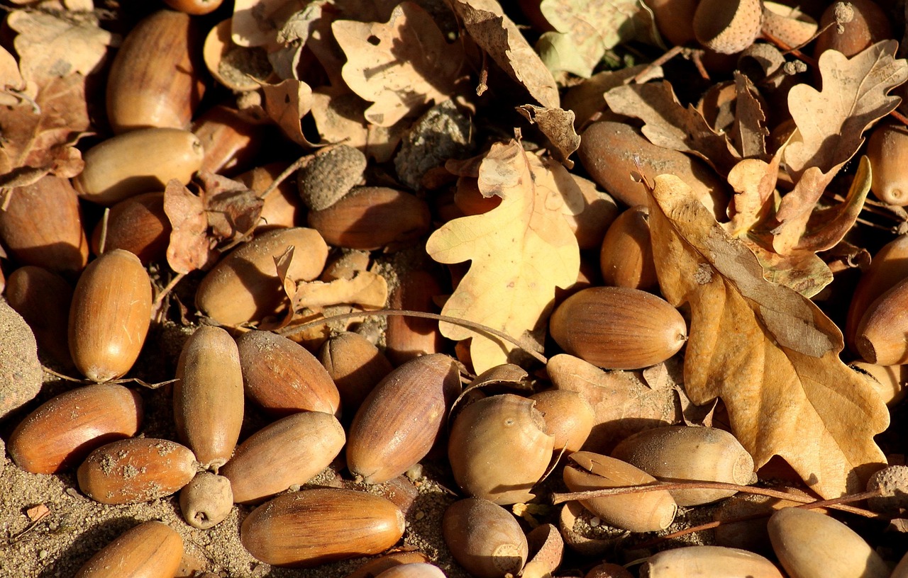 acorns, the fruit of the oak, autumn, season, fall, brown, oak, in the fall, shiny, acorns, acorns, acorns, acorns, acorns, oak