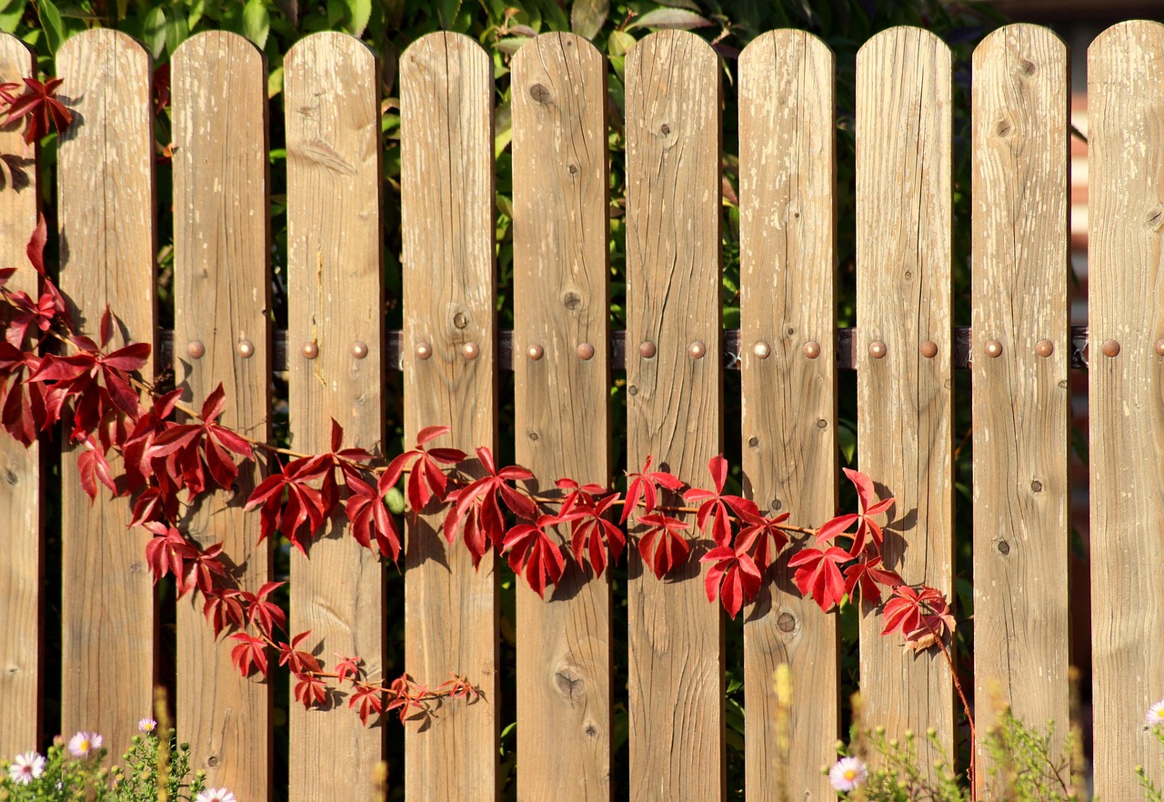 vine, creeper, nature, in the fall, figure, fence, the fence, red, leaves, season