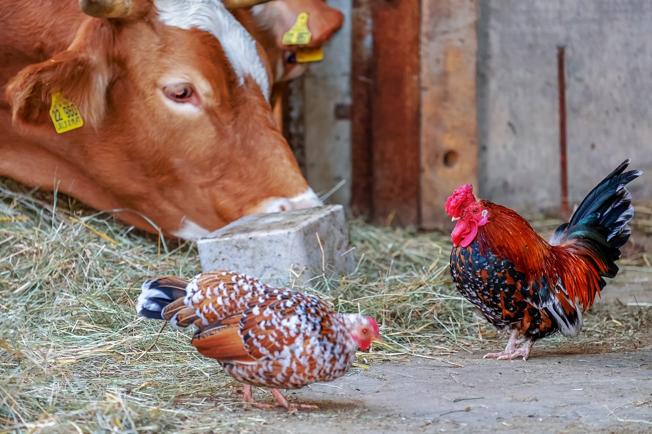 rubinetto, piume, gockel, pollame, cortile della fattoria, animale, maschile, con orgoglio, bellissimo, animale da fattoria, bestiame, pollo, mucca, stalla, agricoltura