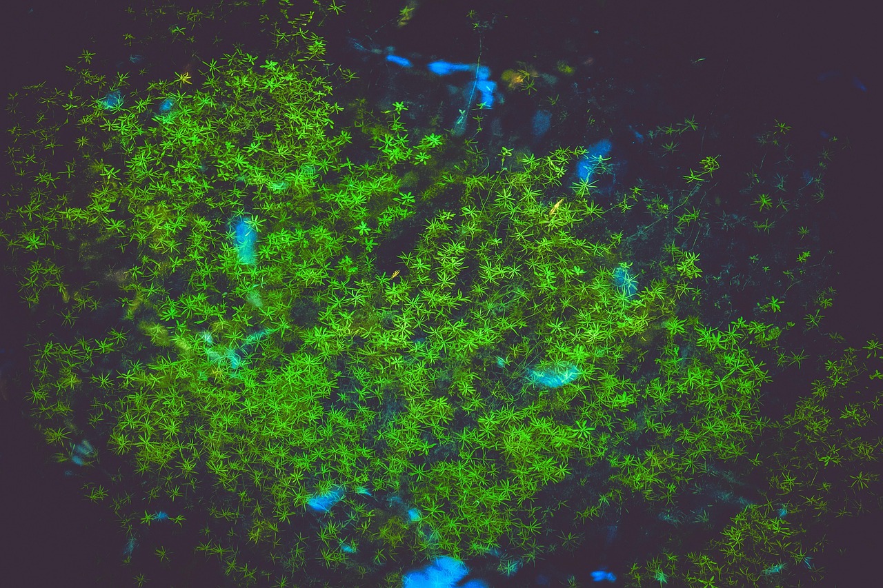 waterweed, plant, under water plant, water, aquatic plant, nature, waterweed, waterweed, waterweed, waterweed, waterweed