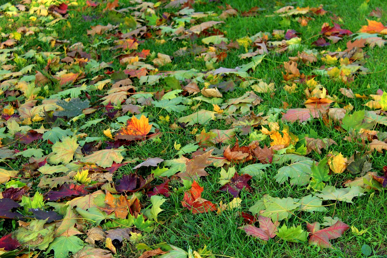 colorful leaves, autumn, fall, season, in the fall, colorful, october, figure, leaves, nature