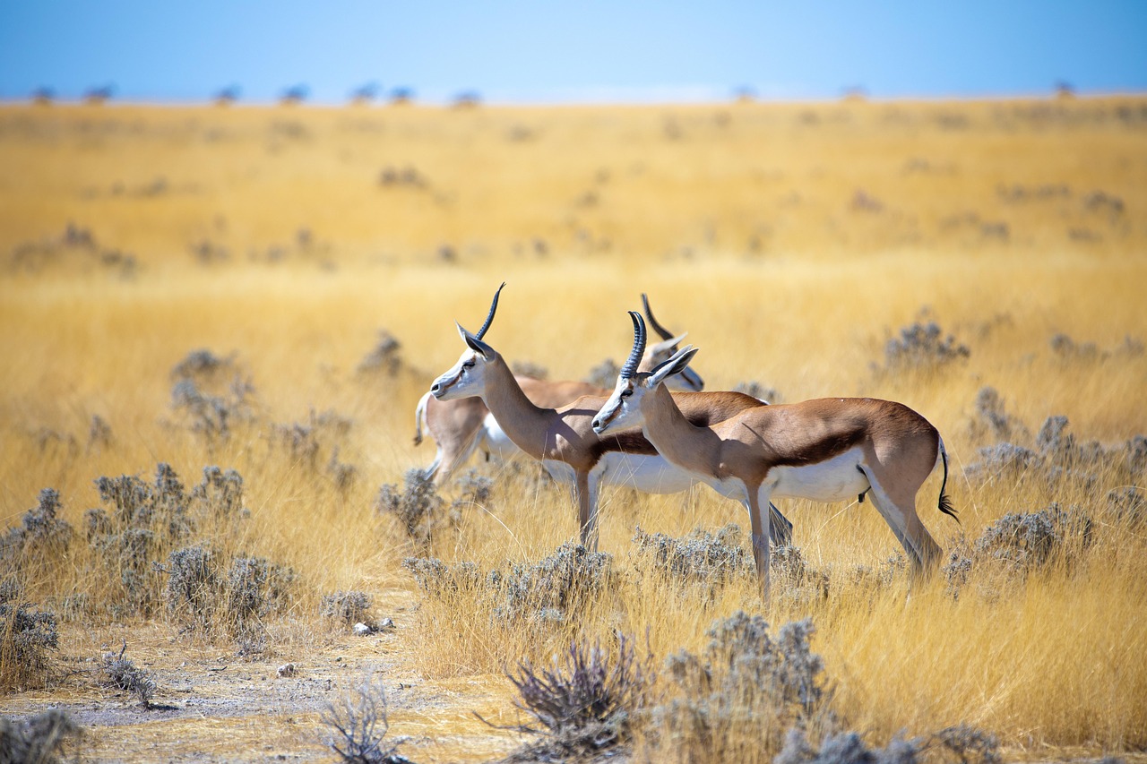 gazelle, horn, antilope, springbok, dyr, namibia, natur, dyreliv, safari, etosha, vild, nationalpark, impala, zoo, hellabrunn, vilde dyr, ødemark, få, steppe, afrika