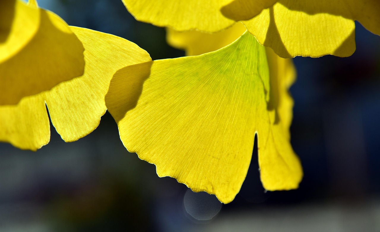 ginko, blatt, gelb, herbst, färbung, natur, licht, gegenlicht, lichtspiel, leuchtend, ginkoblatt, zweig, ast, baum, nahaufnahme
