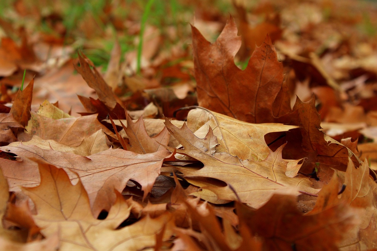 leaves, autumn, october, dry leaves, fall, in the fall, leaf, nature, oak, dry leaves, dry leaves, dry leaves, dry leaves, dry leaves