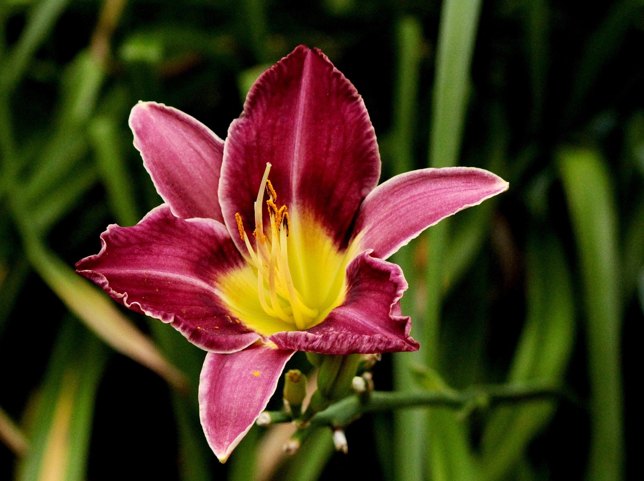 hemerocallis, flower, beautiful flowers, nature, garden, daylily, stamen, flower wallpaper, flower background, summer, hemerocallis chicago silver