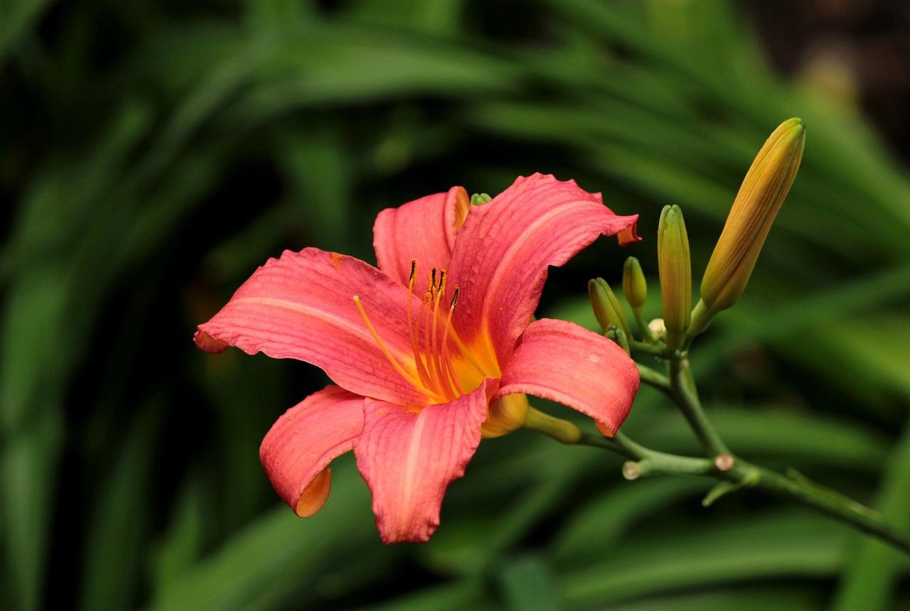 hemerocallis, flower, garden, salmon pink, daylily, summer, flower wallpaper, nature, flower background, stamen, beautiful flowers, hemerocallis pink damask