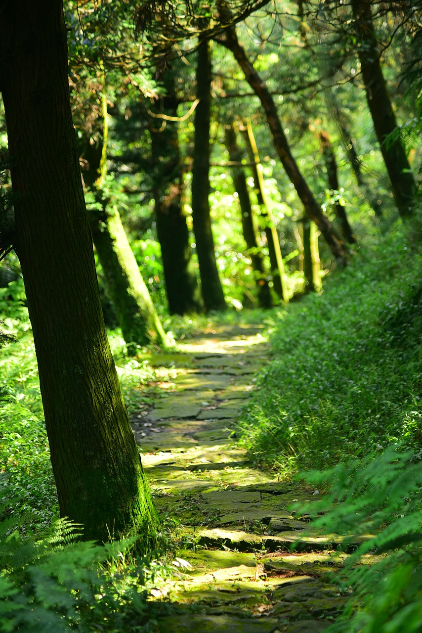 wald, baum, natur, forststraße, der weg, bergstraße, pfad