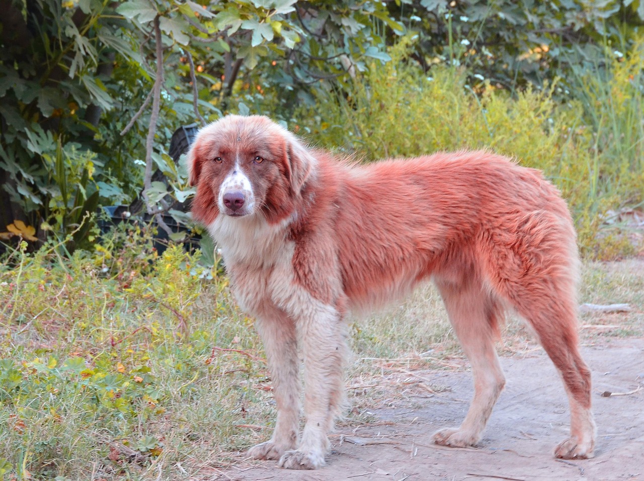 dog, forest, animal, nature, trees, portrait, retriever, wolf, walk, plays, pet, fun, comrade, male, outdoors