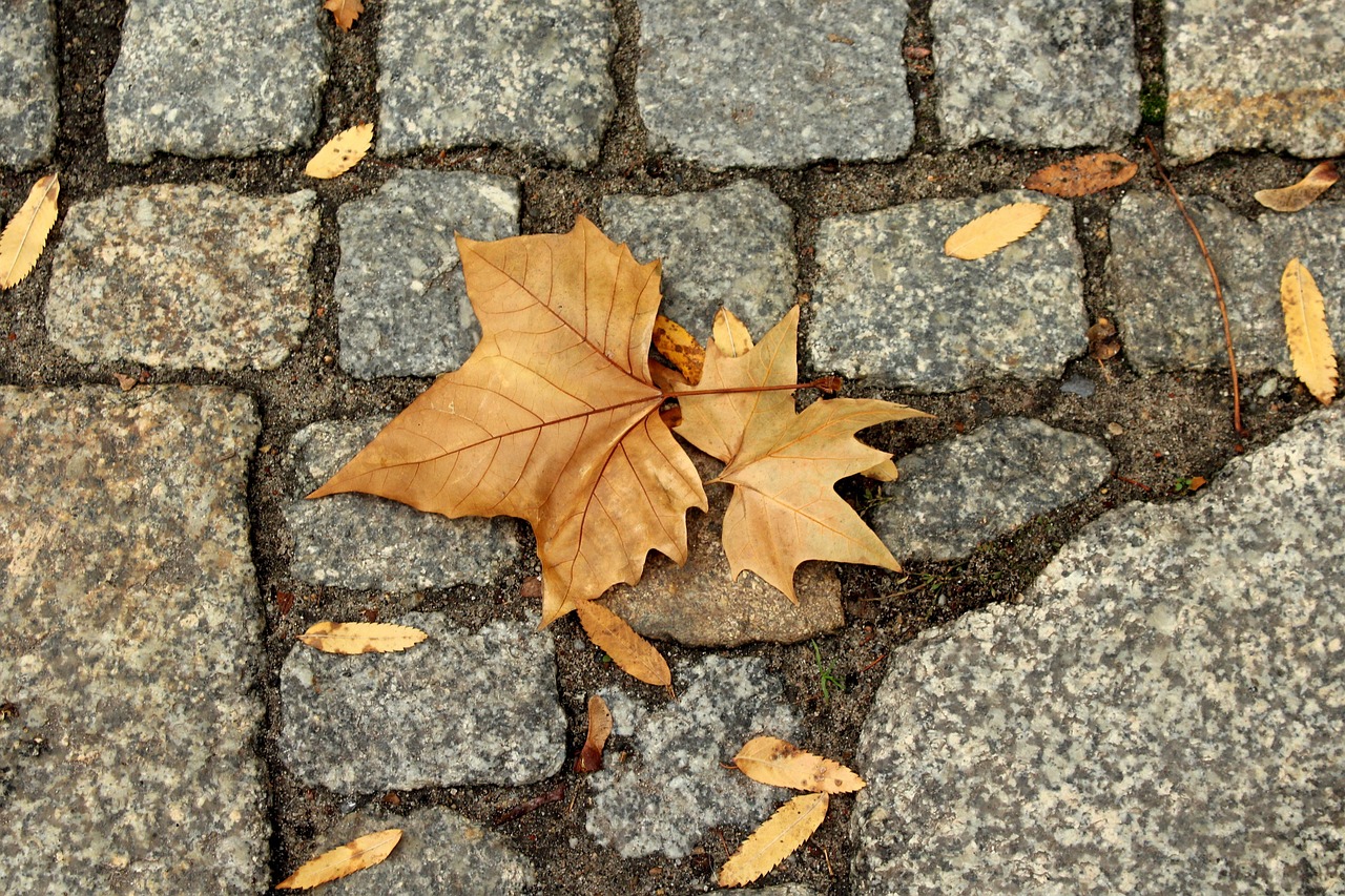 leaves, autumn, figure, in the fall, november, fall, nature, november, november, november, november, november