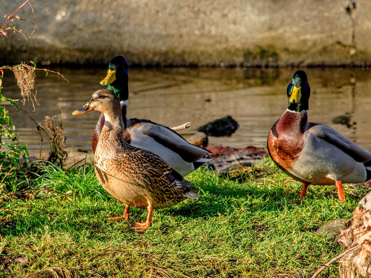 wildenten, tiere, natur, vögel, schwimmende