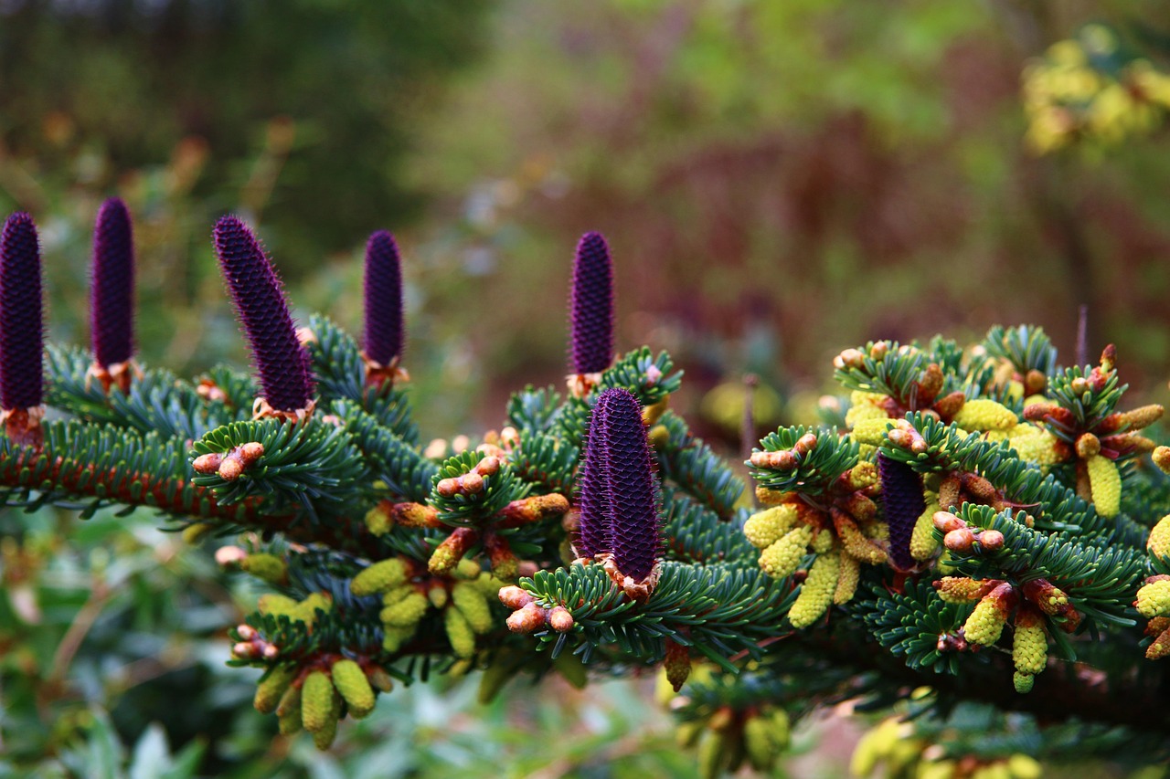 tap, fir tree, nature, softwood, christmas, fir green, fir branch, naturally, tree, branch