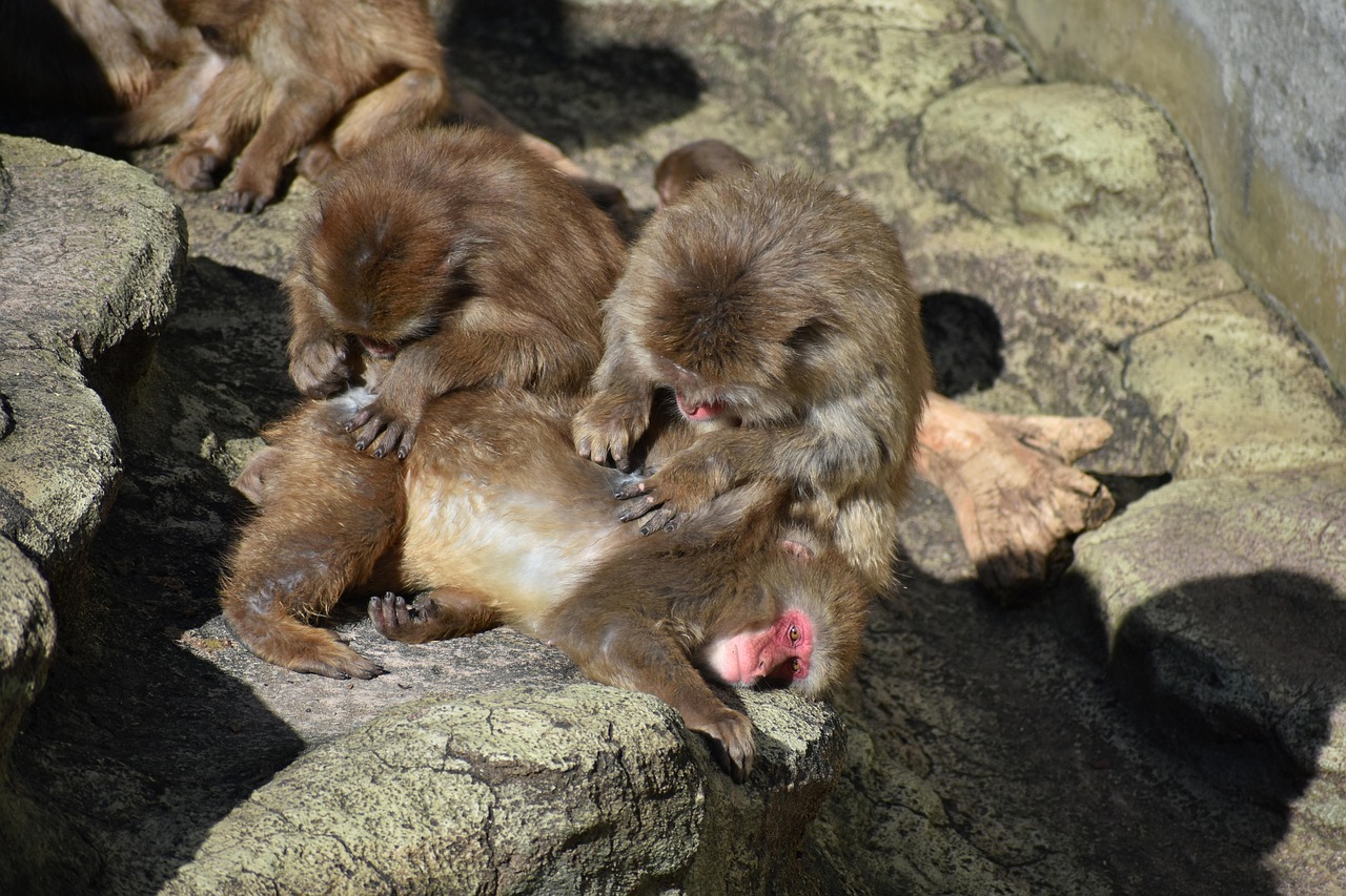 animal, zoo, monkey, baby japanese macaque eating leaves, the boss monkey, hair mending, seniority, take a nap, wild animals, natural, nature, landscape, trip