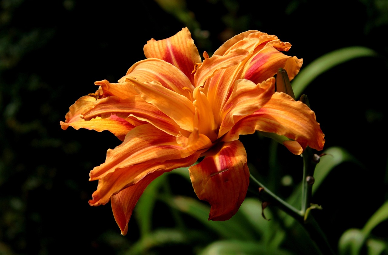 hemerocallis, daylily, beautiful flowers, garden, flower, orange, nature, flower background, flower wallpaper, summer