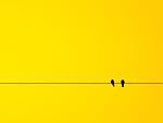 Birds minimalism yellow background banner