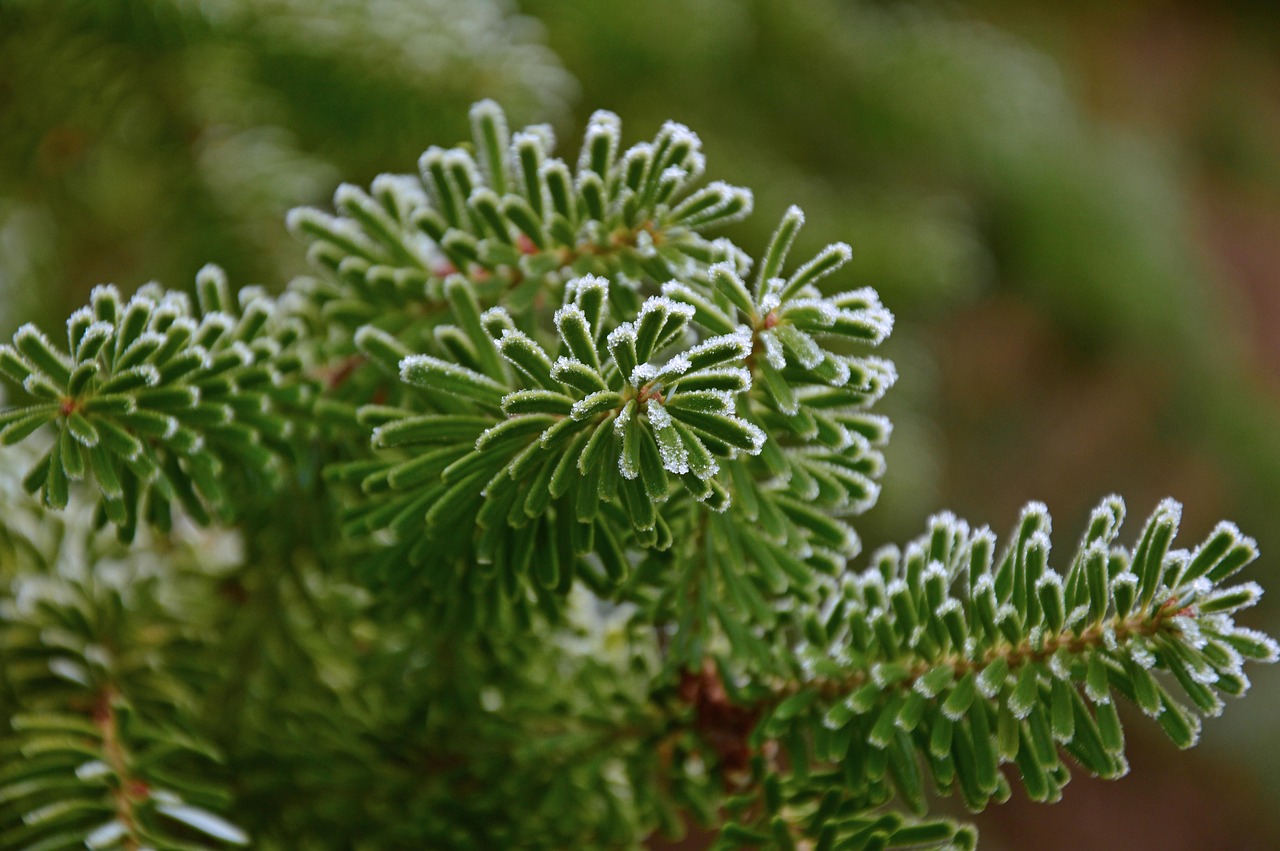 fir tree, fir branch, fir green, needles, branches, needle branch, frost, hoarfrost, ripe, frozen, icy, cold, winter, winter motif, winter picture, evergreen, softwood, nature, plant, flora, winter, evergreen, evergreen, evergreen, evergreen, evergreen