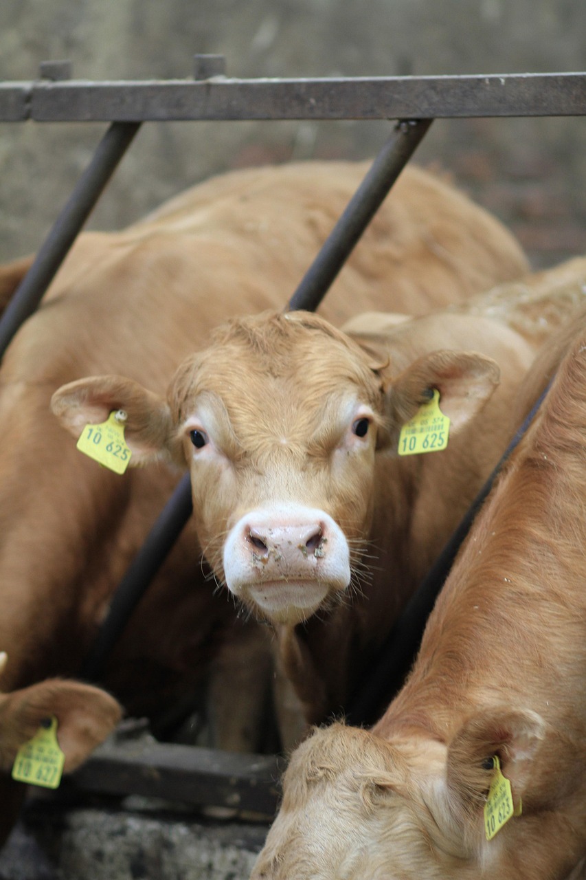 viței, natura, bovin, pui, curtea fermei, vițel, vacă, drăguţ, animal de ferma, animale, bovine, vită, rumegătoare