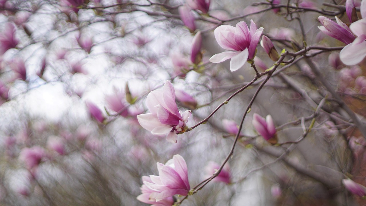 magnolie, magnolia liliiflora, schöne blumen, yulania, feder, blume, blumen hintergrund, blüte, blumentapete, rosa, natur, botanik