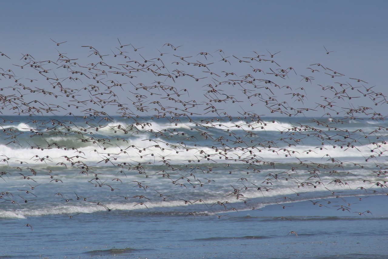 flock av fåglar, fåglar, flygande, hav, usa, ö, strand, natur, fjädrar