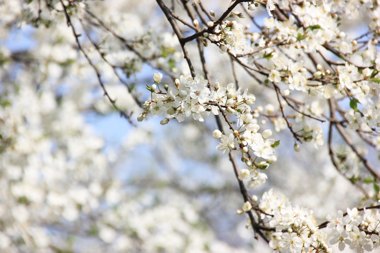 sakura, beautiful flowers, flowers, cherry blossoms, white petals, flower background, petals, flower wallpaper, bloom, blossom, flora, spring flowers, nature, close up