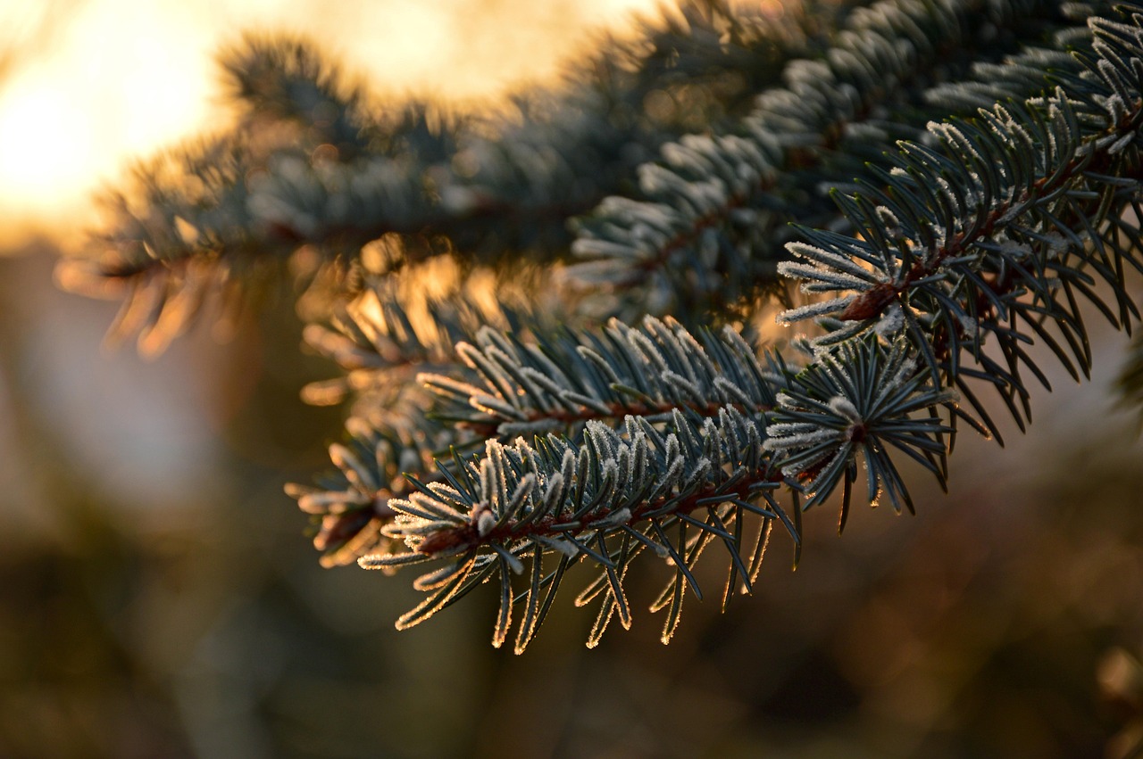fir tree, needles, ripe, frost, pine needles, fir branch, branch, light, lighting mood, sunrise, softwood, fir green, nature, winter, fir tree, frost, frost, pine needles, pine needles, pine needles, pine needles, pine needles, sunrise, sunrise, softwood, winter, winter, winter