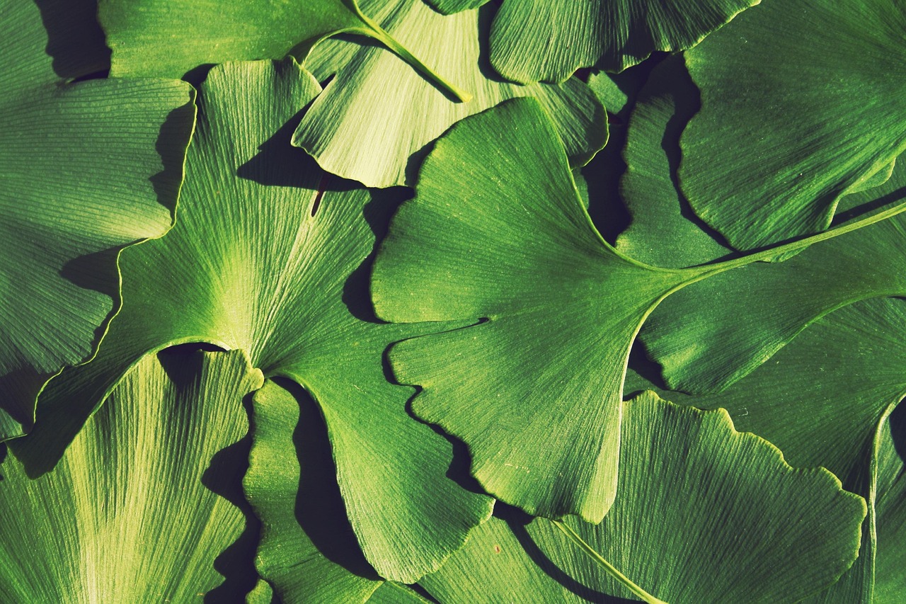 ginko, baum, blätter, fallen, ginkobaum, grün, herbst, pflanze, blatt, natur, nahaufnahme, ginko, ginko, ginko, ginko, ginko
