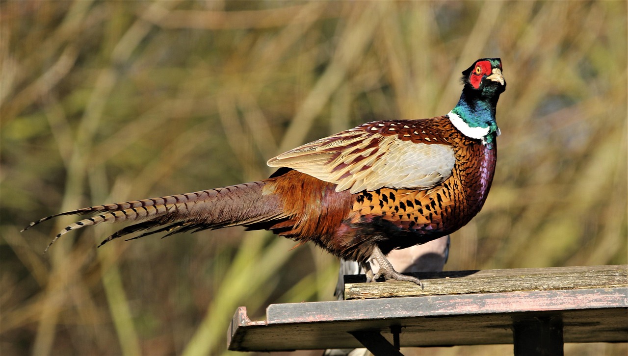 pheasant, female, bird, plumage, nature, wild, wildlife, colourful, game, feather, fowl, countryside, beak, animal, brown birds, brown gaming, brown game, brown games, pheasant, pheasant, pheasant, pheasant, pheasant