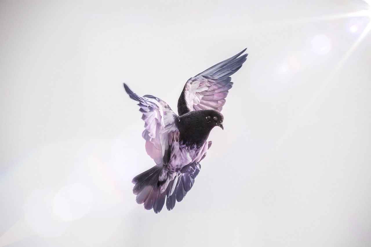 duva, fjädrar, djur, fåglar, vingar, natur, flygande, flyga