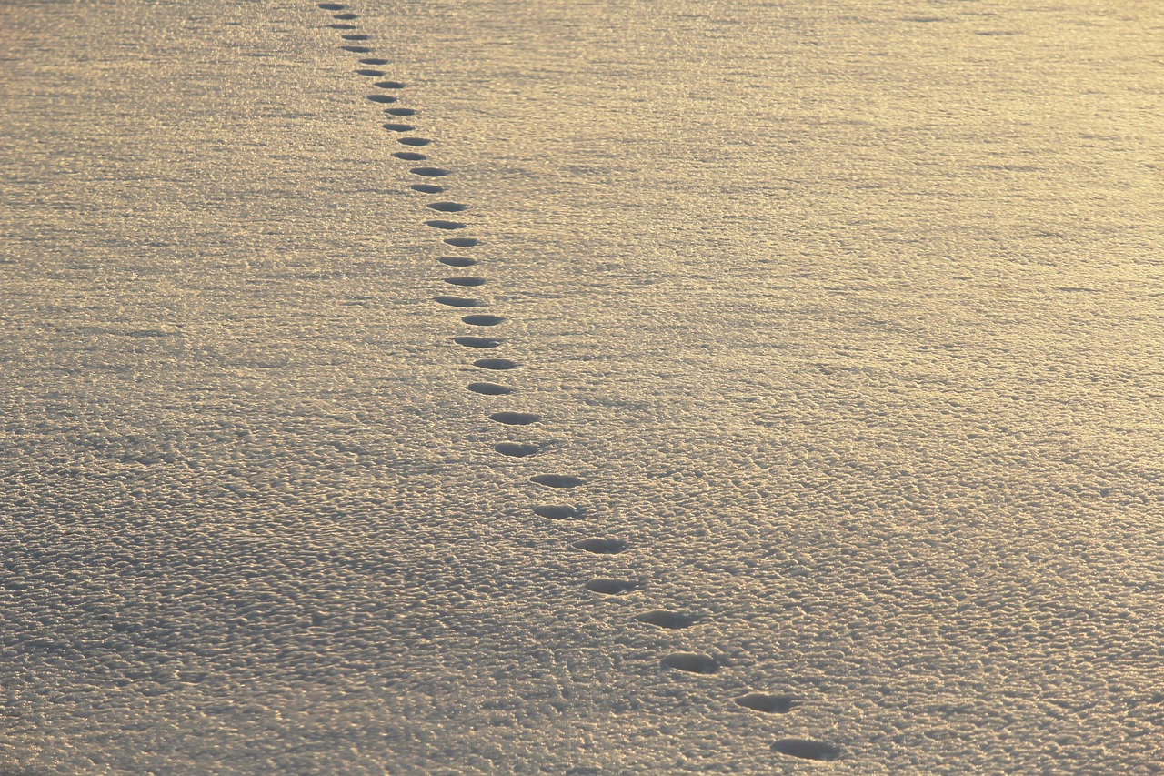 footsteps, snow, walking, stride, steps, nature, ice, rough, slippery, icy, cold, winter, brown walking, brown snow, footsteps, footsteps, footsteps, footsteps, footsteps
