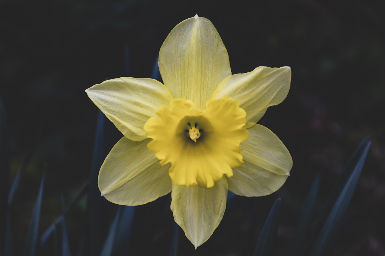нарциси, daffodil, цветен тапет, цвете, жълт, природата, пролетта, цъфтят, флорални, венчелистчета, цвете фон, flora, красиви цветя, градина, цветя