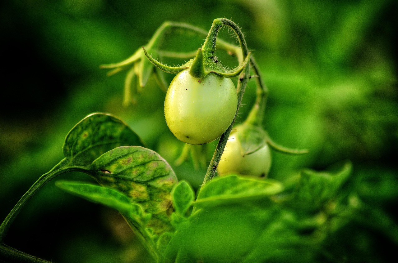 tomato, vegetable, green, raw, natural, landscape, green vegetables