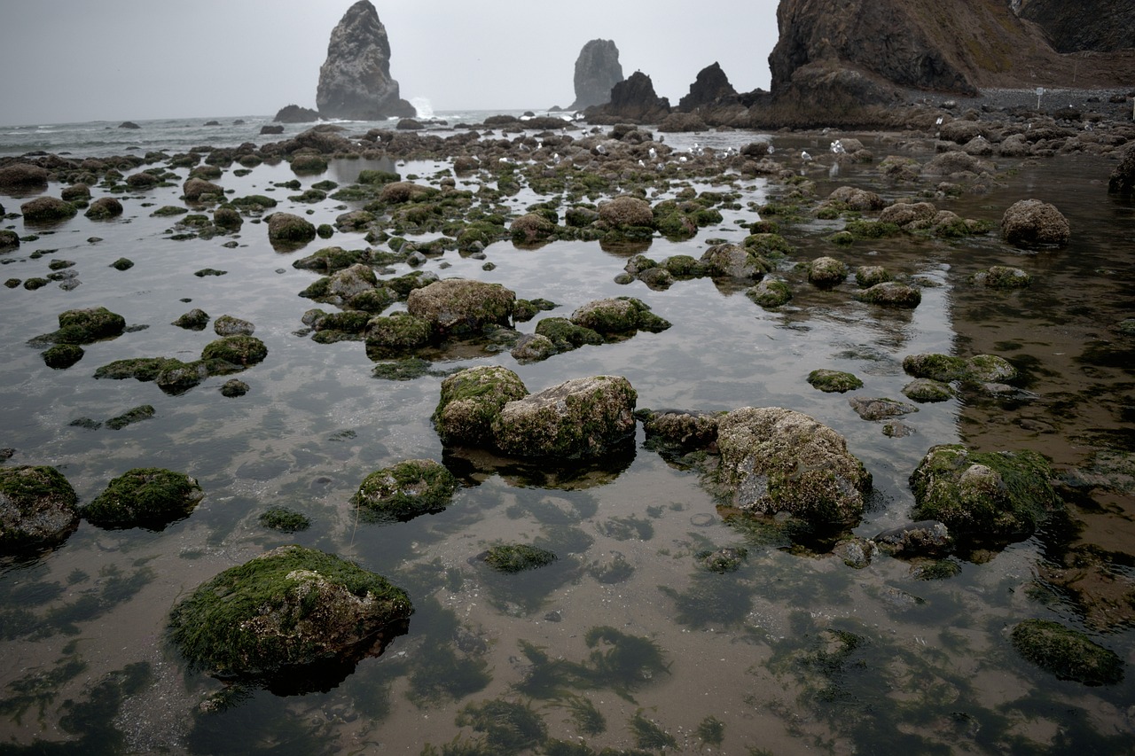 mossy, rocks, tide pool, oregon coast, tide pool, tide pool, tide pool, tide pool, tide pool