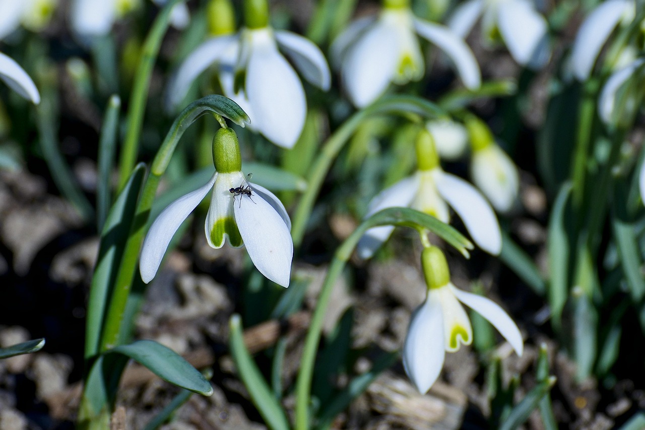 schneeglöckchen, frühling, natur, frühlingsboten, weiß, garten, nahaufnahme, vorfrühling, vorfrühling, vorfrühling, vorfrühling, vorfrühling, vorfrühling