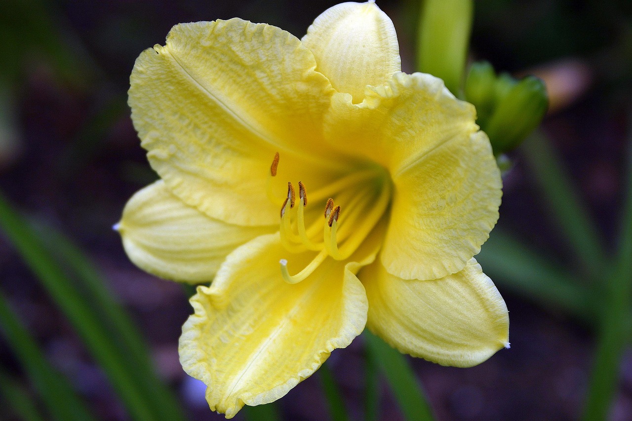 daylily, flower background, flower, close up, nature, beautiful flowers, flower wallpaper, pollen, hemerocallis