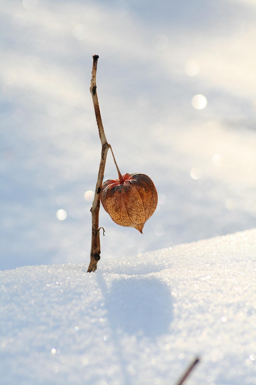 schnee, physalis, natur, winter, gewächs, lampionblume, winterlich, glitzern